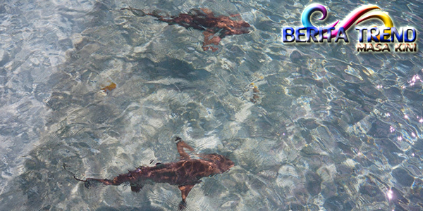 Di Raja Ampat Bisa Berenang Bersama Dengan Hiu loh