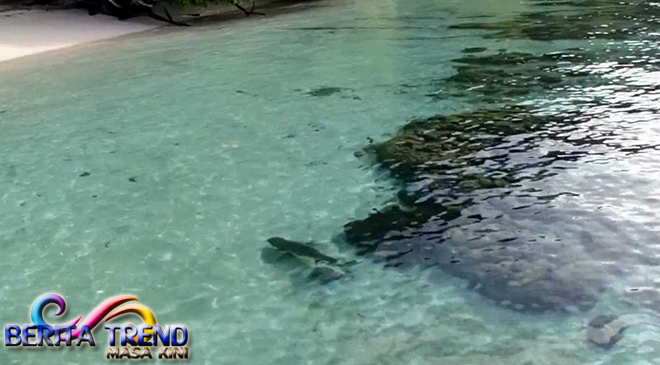 Di Raja Ampat Bisa Berenang Bersama Dengan Hiu loh