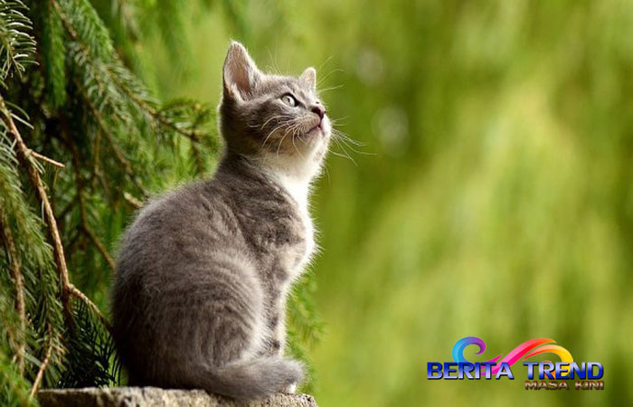 Viral Kucing Pulang Bawa Utang usai Hilang 3 Hari, Publik Gemas