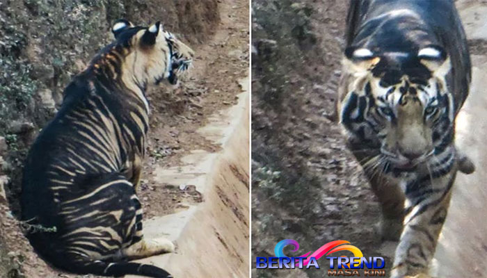 Dilaporkan Hampir Punah, Harimau Hitam di India Akhirnya Muncul