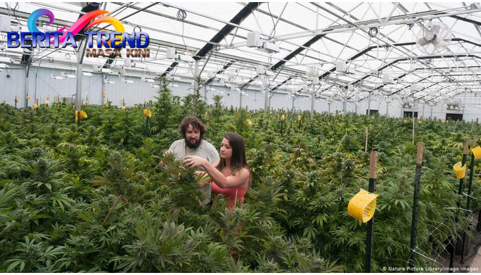 WHO Hapus Ganja Dari Daftar Obat-obatan Paling Berbahaya di Dunia