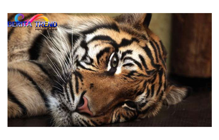 Wanita di Kampung Ini Disebut 'Janda Harimau', Simak Kisahnya