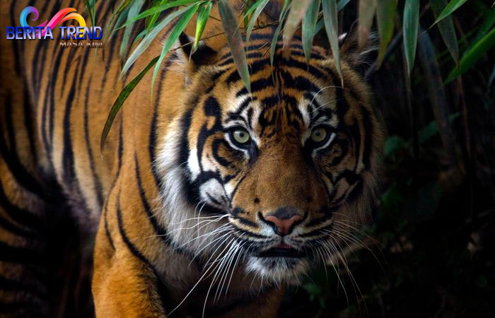 Harimau Lepas dari Kandang, sang Pawang Tewas Diserang